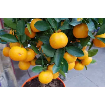 Vitamin C Orange Plant